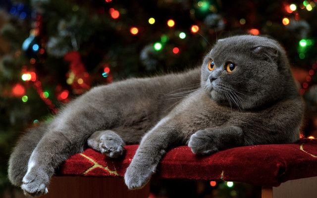 Cat red cushion christmas tree free wallpaper for desktop - medium preview image