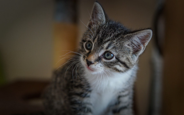 Sad kitten chair tilt shift free wallpaper for desktop - medium preview image