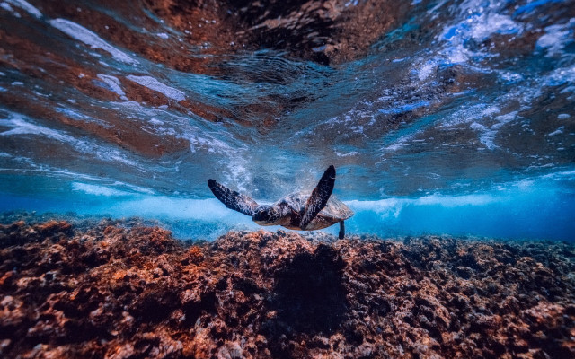 Turtle ocean sunset reflection fisheye free wallpaper for desktop - medium preview image