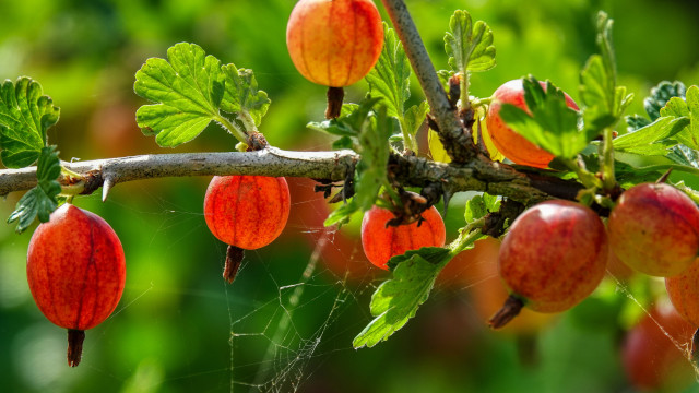 Tree berries red fruit blurry free wallpaper for desktop - medium preview image