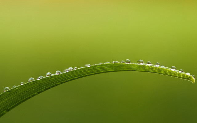 Green plant water droplets macro #12 free wallpaper for desktop - medium preview image