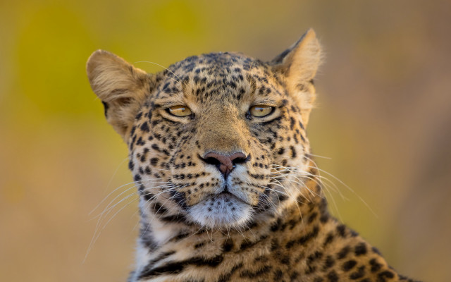 Leopard closeup wildlife photography animal free wallpaper for desktop - medium preview image