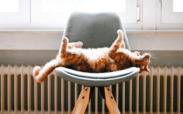 Cat relaxed chair paws backstairs free wallpaper for desktop - medium preview image