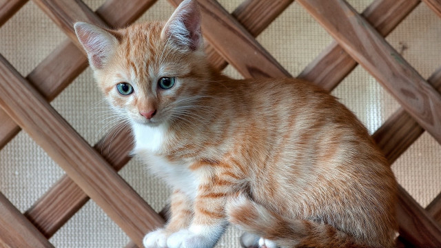 Small orange white kitten sad free wallpaper for desktop - medium preview image