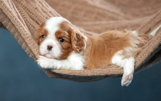 Shiba inu hammock dog cute free wallpaper for desktop - medium preview image