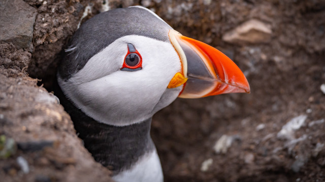 Bird bright orange beak black free wallpaper for desktop - medium preview image