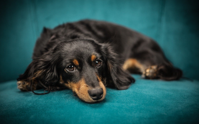 Black brown shiba inu laying free wallpaper for desktop - medium preview image