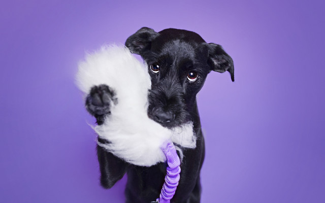 Black dog purple toy ropedog free wallpaper for desktop - medium preview image