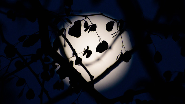 Full moon tree branches night free wallpaper for desktop - medium preview image