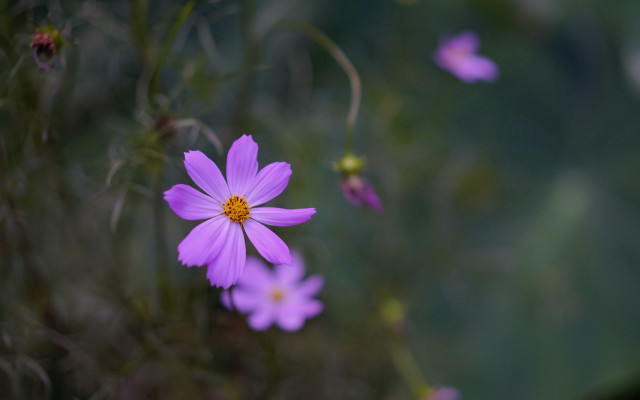 Purple flower macro butterfly outdoors free wallpaper for desktop - medium preview image