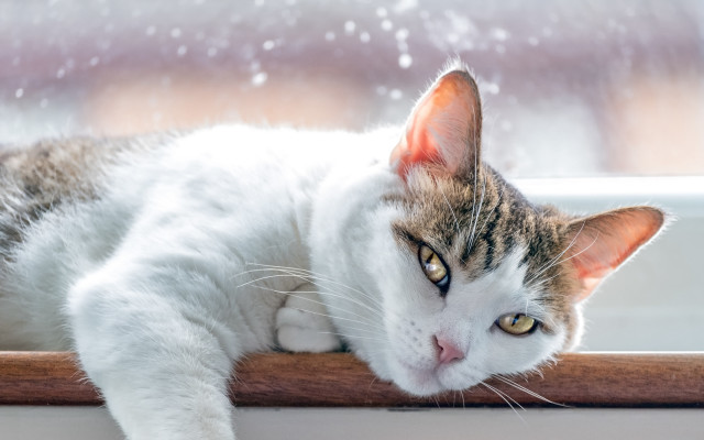 Cat snowy window sill animal free wallpaper for desktop - medium preview image