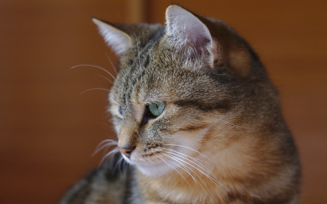 Cat whiskers tiltshift photorealistic blurry free wallpaper for desktop - medium preview image