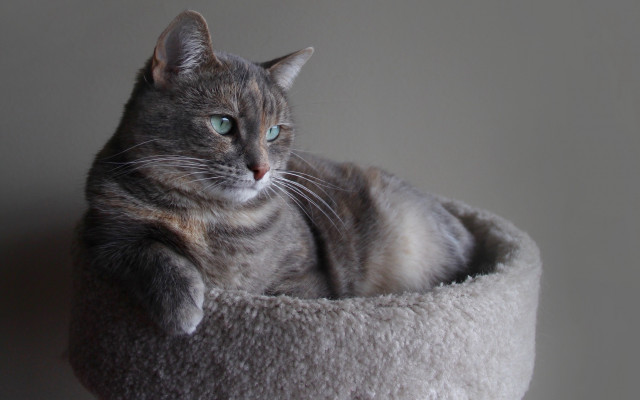 Regal cat in bed blue free wallpaper for desktop - medium preview image