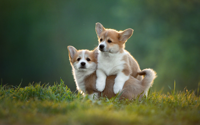 Shiba inu dogs playing grass free wallpaper for desktop - medium preview image