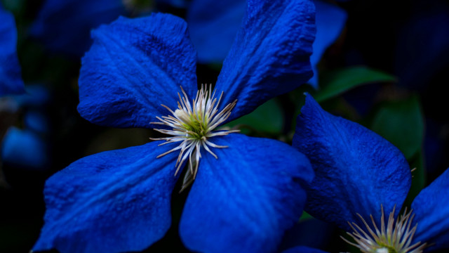 Blue flower white center green free wallpaper for desktop - medium preview image