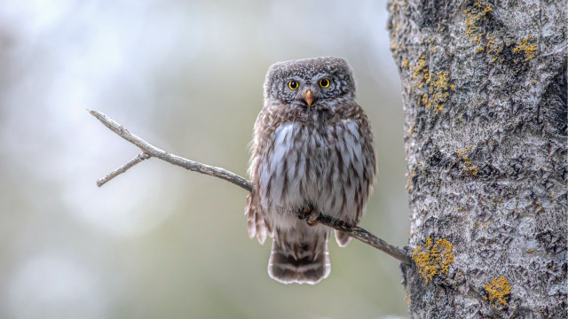 Small owl perched branch forest #2 free wallpaper for desktop - medium preview image