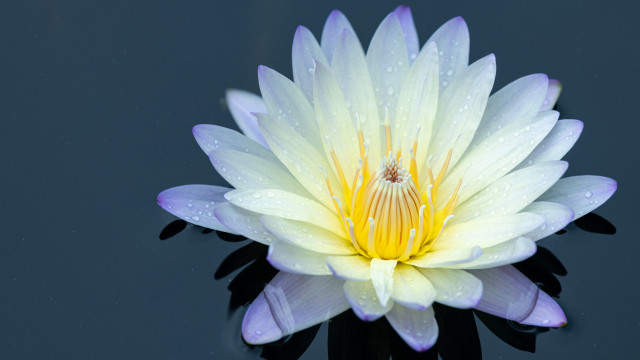 White yellow flower water droplets free wallpaper for desktop - medium preview image