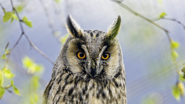 Owl yellow eyes branch leaves free wallpaper for desktop - medium preview image