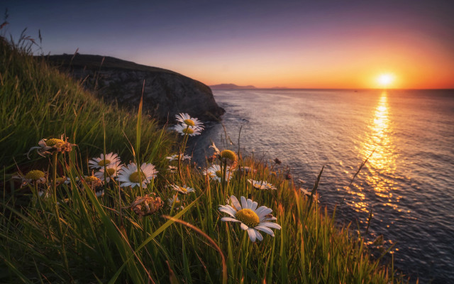 Sunset ocean daisies cliff landscape free wallpaper for desktop - medium preview image