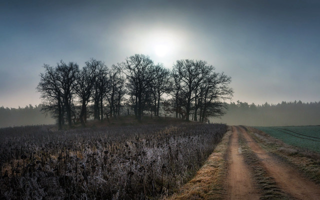 Dirt road foggy sunshine forest free wallpaper for desktop - medium preview image