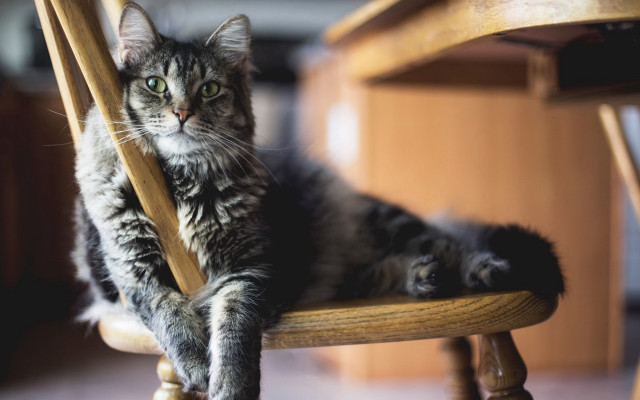 Cat glamor renaissance blurry inset free wallpaper for desktop - medium preview image