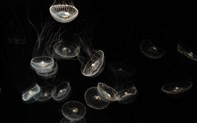 Jellyfish bioluminescence night water microscopic free wallpaper for desktop - medium preview image