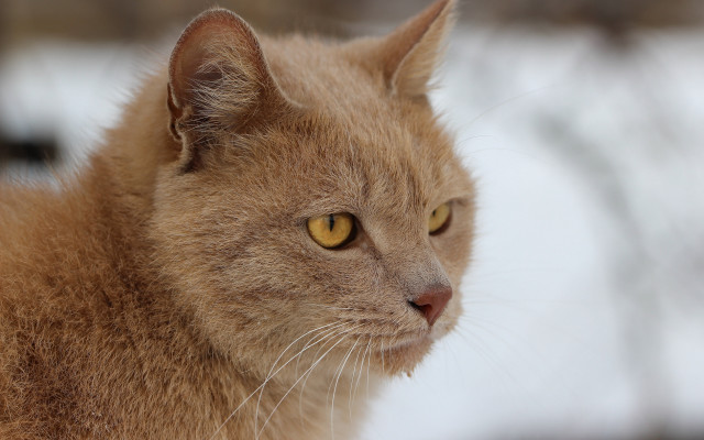 Cat yellow eyes snow closeup free wallpaper for desktop - medium preview image