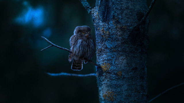 Small owl glowing eyes monster free wallpaper for desktop - medium preview image