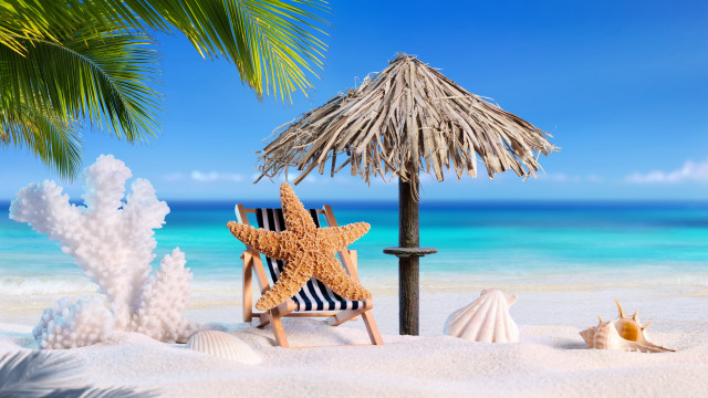 Starfish beach chair palm tree free wallpaper for desktop - medium preview image