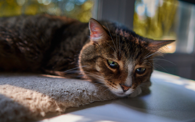 Cat shiba inu blurry depth free wallpaper for desktop - medium preview image