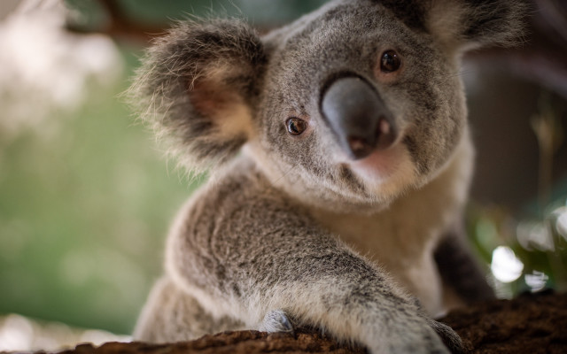 Koala sad branch australian tonalism free wallpaper for desktop - medium preview image