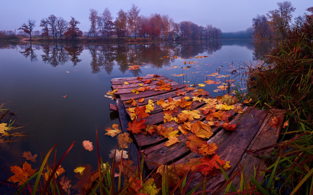 Docked leaves lake fog autumn free wallpaper for desktop - medium preview image