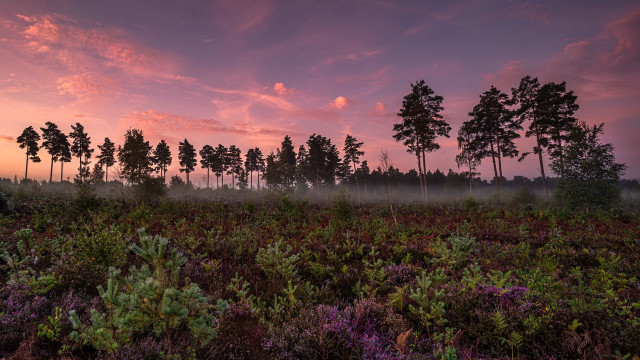 Field trees bushes pink sky free wallpaper for desktop - medium preview image