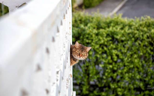 Cat window bush house stuckism free wallpaper for desktop - medium preview image