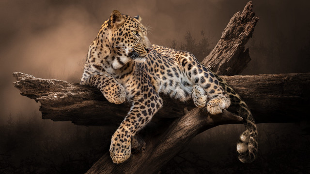 Leopard tree branch dark forest free wallpaper for desktop - medium preview image
