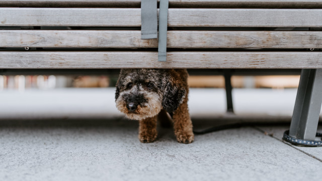 Dog bench sidewalk staring blurry free wallpaper for desktop - medium preview image