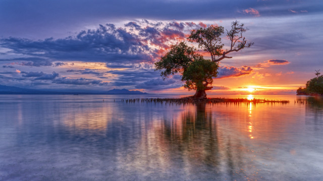 Tree water sunset landscape clouds free wallpaper for desktop - medium preview image