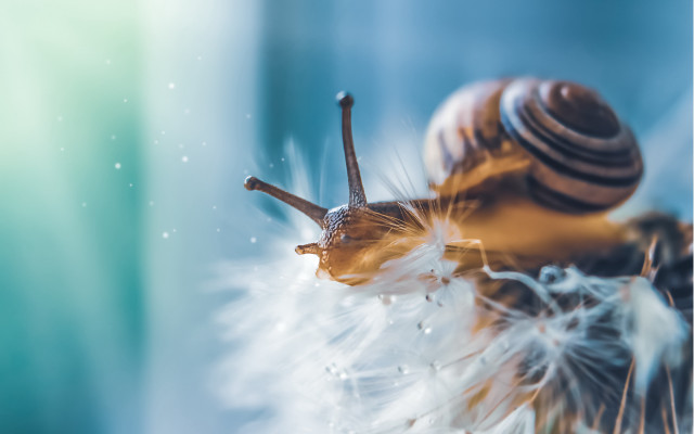 Snail dandelion water droplets ecological free wallpaper for desktop - medium preview image