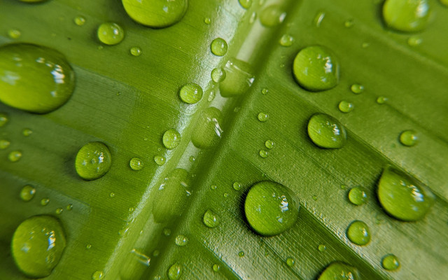Green leaf water drops macro #17 free wallpaper for desktop - medium preview image