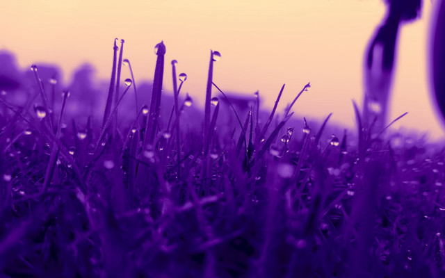 Purple scissors grass water city free wallpaper for desktop - medium preview image