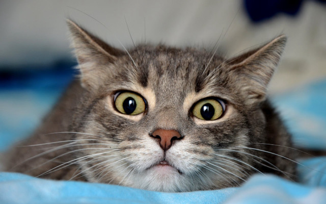 Surprised black cat blue eyes free wallpaper for desktop - medium preview image