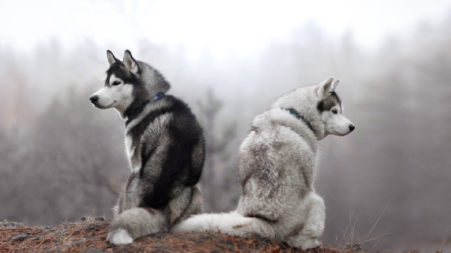 Two dogs hill fog trees free wallpaper for desktop - medium preview image