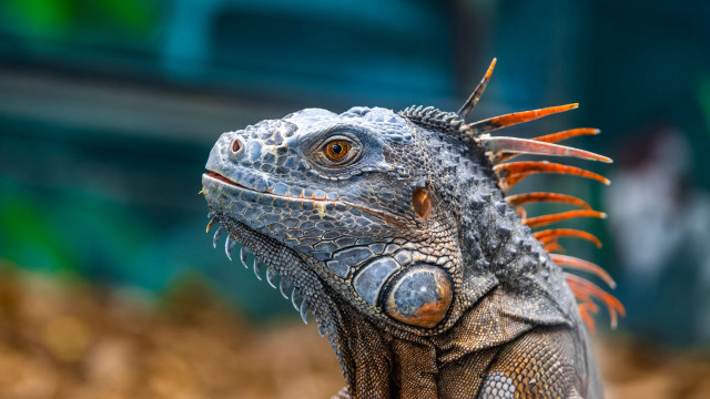 Lizard spikes long neck blurry free wallpaper for desktop - medium preview image