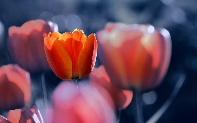 Orange flower macro blurry background #3 free wallpaper for desktop - medium preview image