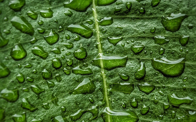 Green leaf water drops macro #35 free wallpaper for desktop - medium preview image