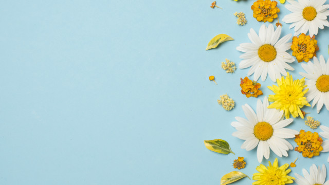 Blue flower field daisy sky free wallpaper for desktop - medium preview image