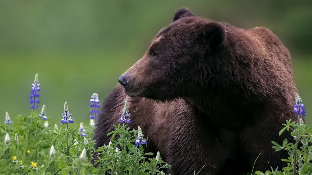 Brown bear field blue flowers free wallpaper for desktop - medium preview image
