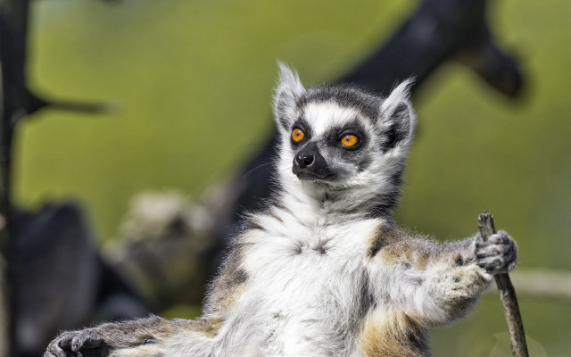 Small animal stick yellow eyes free wallpaper for desktop - medium preview image