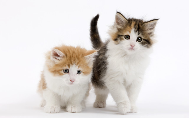 Kittens brown white blue eyes free wallpaper for desktop - medium preview image