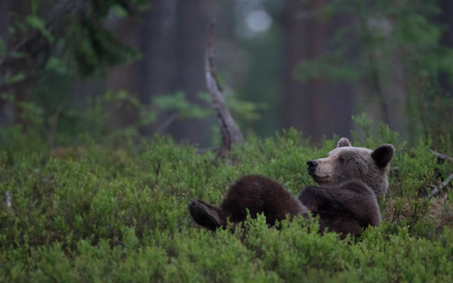 Bear cub woods ecological wildlife free wallpaper for desktop - medium preview image